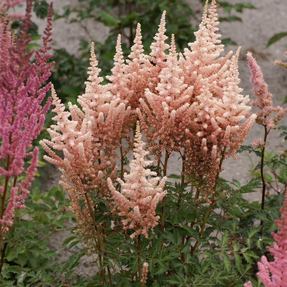 VAN ZYVERDEN Astilbe Exclusive Sara's Coral (Set of 5 Roots) 83836