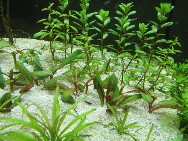 Vietnamese Rotala (Vietnam Hr'a) Bunch Live Aquarium Plants BUY2 GET1 FREE