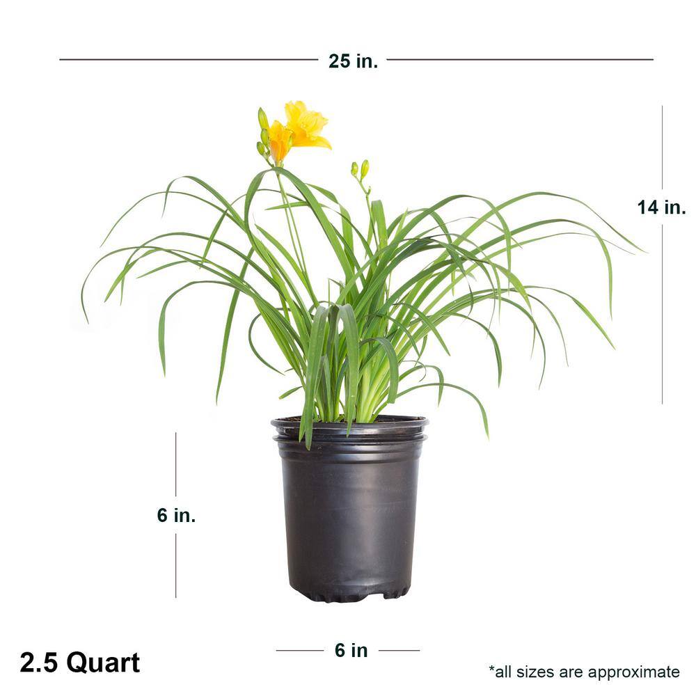 FLOWERWOOD 2.5 Qt. Stella De Oro Daylily Live Perennial Plant Yellow Flowers 2328Q