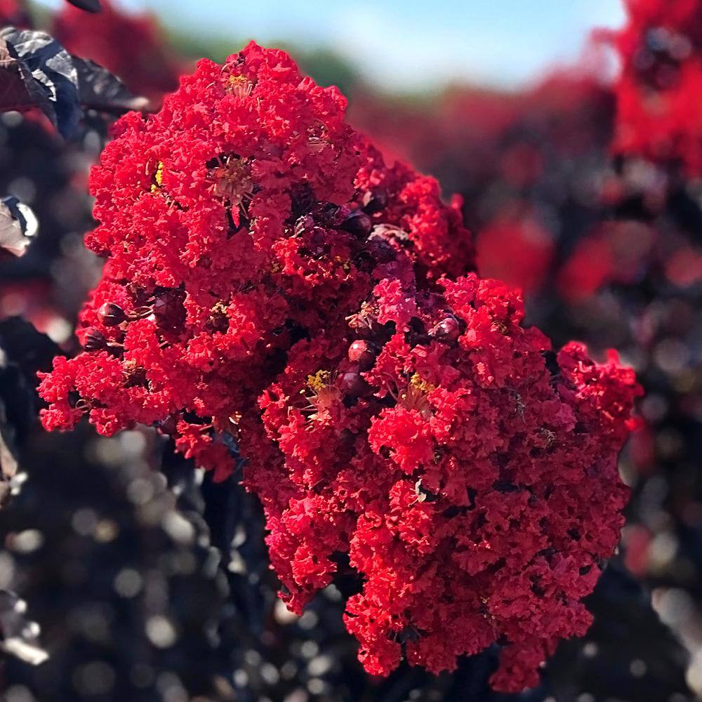 BLACK DIAMOND 1 Gal. Crimson Red Crape Myrtle Tree CRMBCR01G