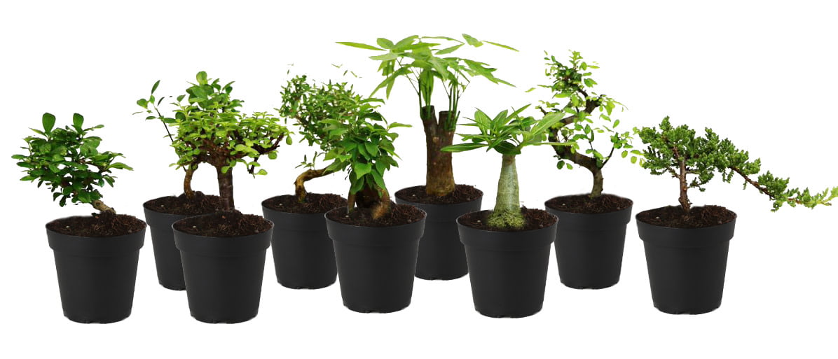 Costa Farms  Live Indoor 10in. Tall Green Bonsai; Bright， Indirect Sunlight Plant in 4in. Grower Pot， 2-Pack