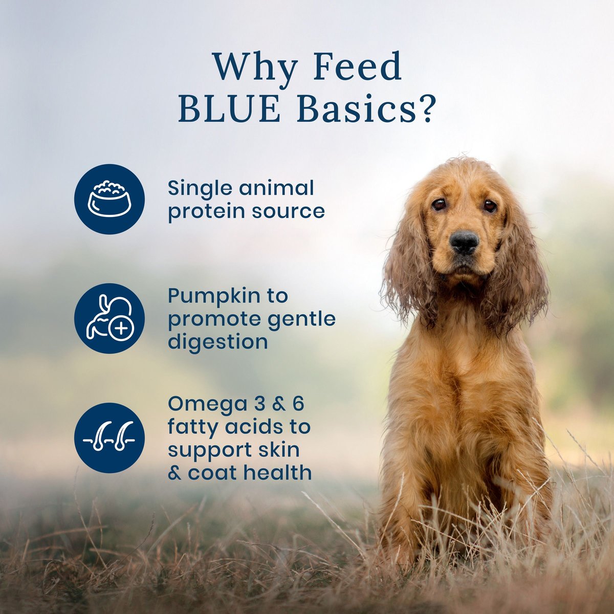 Blue Buffalo Basics LID Skin and Stomach Care Grain-Free Salmon in Gravy Adult Wet Dog Food Topper， 2.5-oz pouch， case of 12