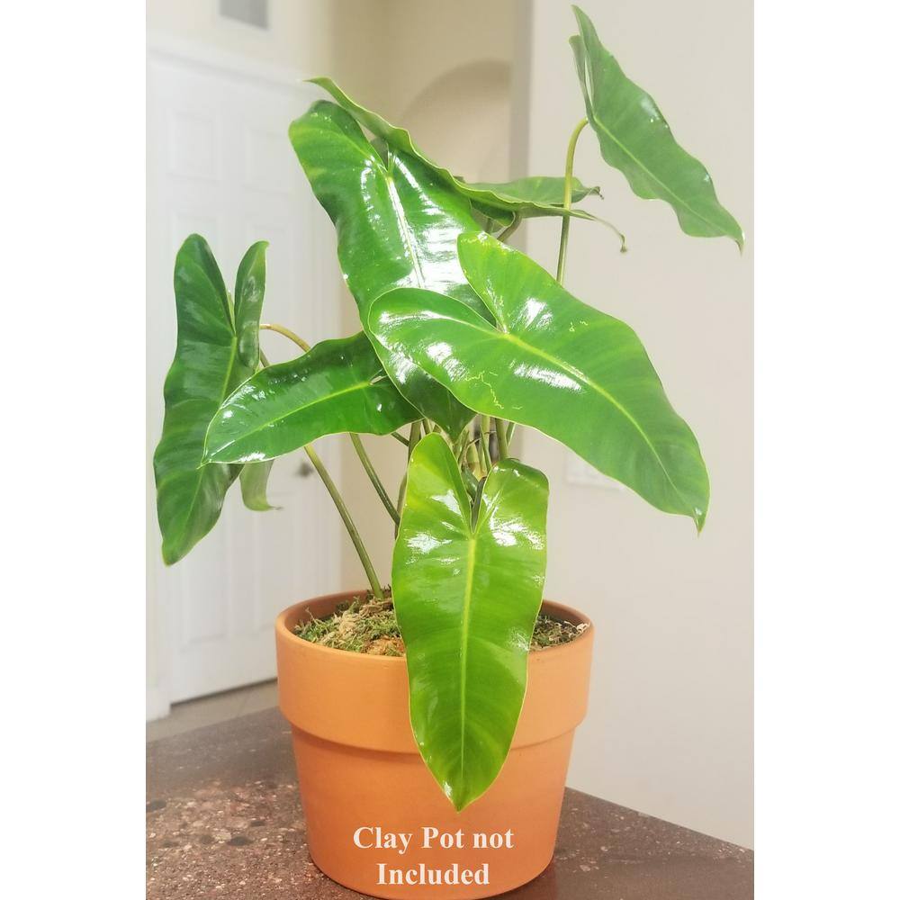 Philodendron Burle Marx Plant in 6 in. Grower Pot BrlMrx006