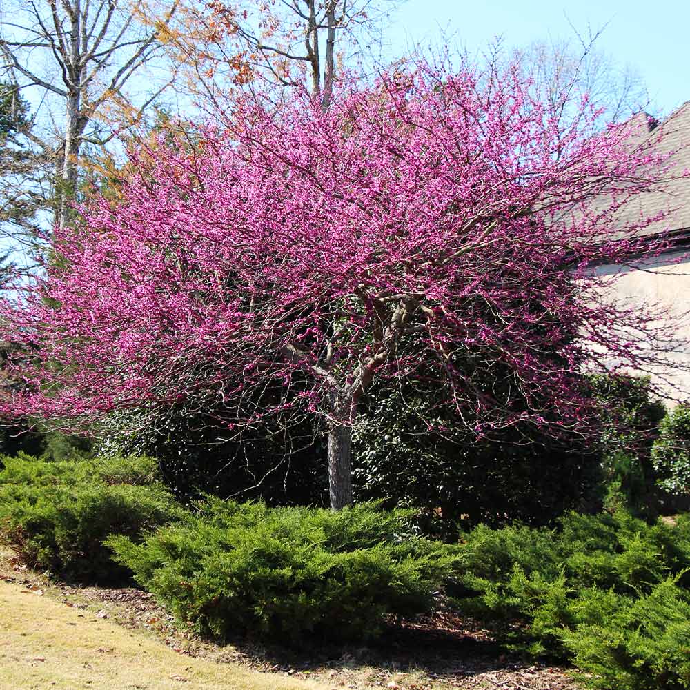 Eastern Redbud