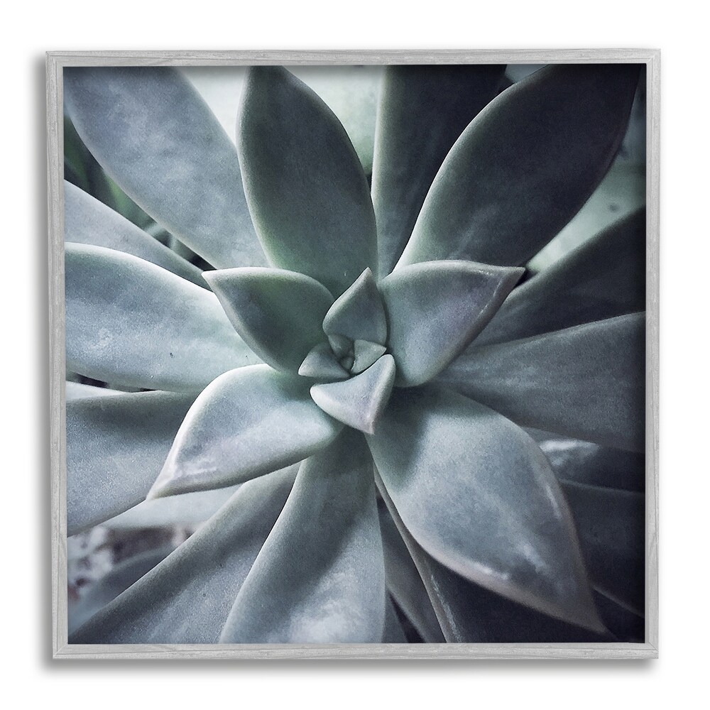 Stupell Succulent Plant Photography Framed Giclee Art by Jessica Manelis