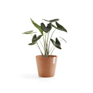 O ECOPOTS BY TPC Amsterdam 10 in. Terracota Premium Sustainable Planter AM.25.TR