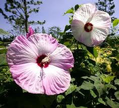 Daylily Nursery Hardy Hibiscus Mix Live Plant with 2.5in Pot (3 Count)