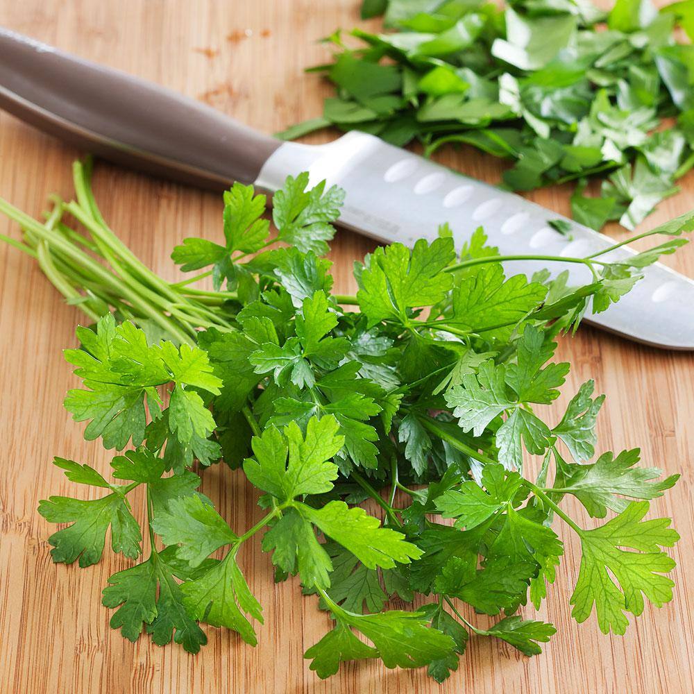 Bonnie Plants 2.32 qt. Italian Flat Leaf Parsley Herb Plant 5121