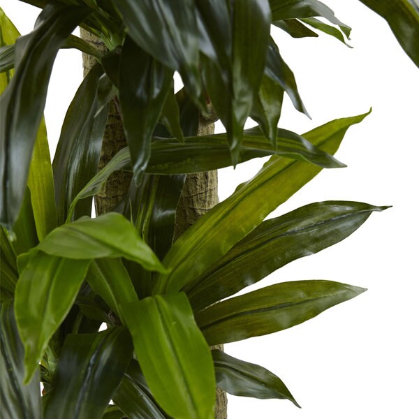 5.5foot Corn Stalk Dracaena With Black Planter