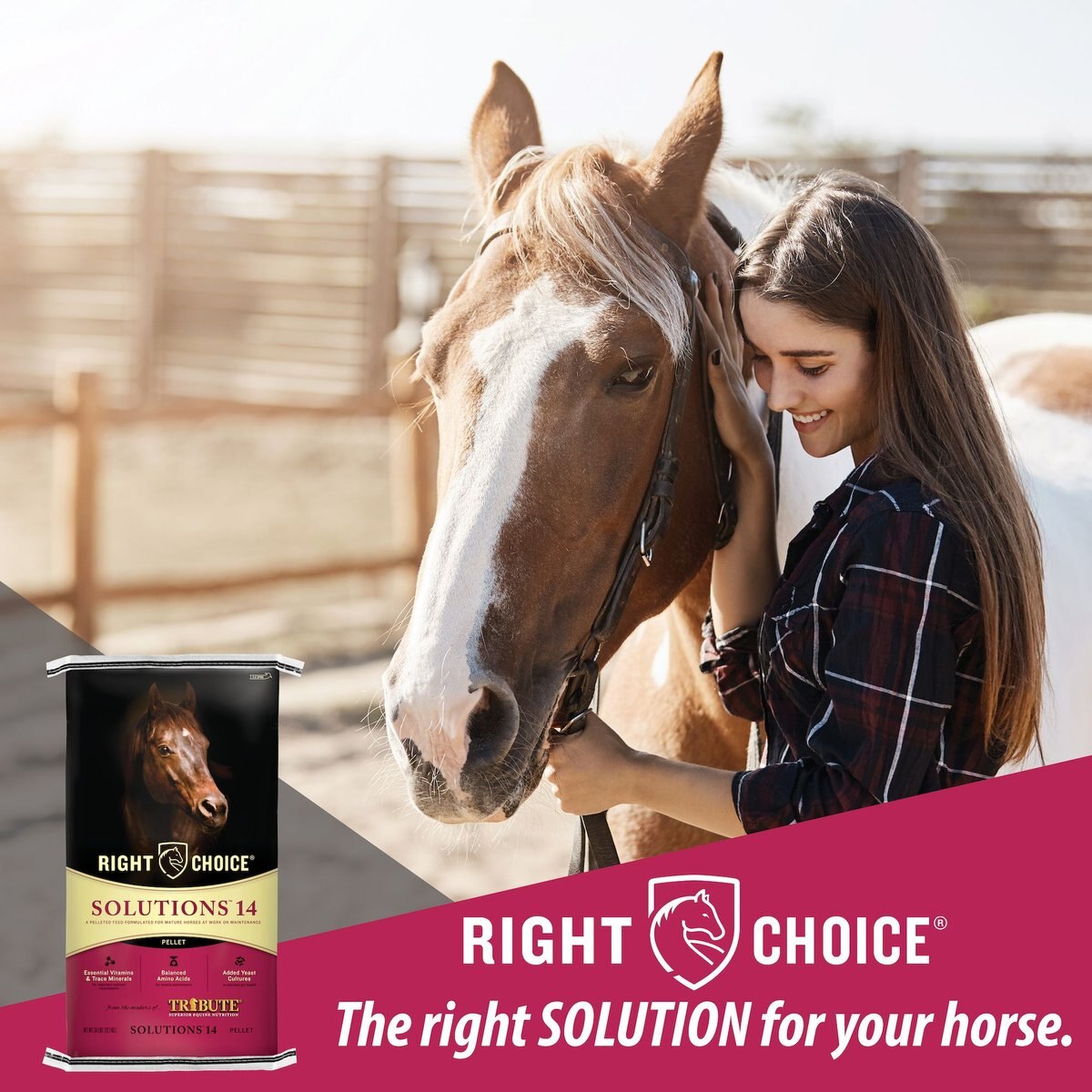 Right Choice Solutions 14 Horse Feed