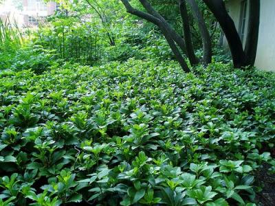 Classy Groundcovers - Pachysandra terminalis  {50 Bare Root Plants}