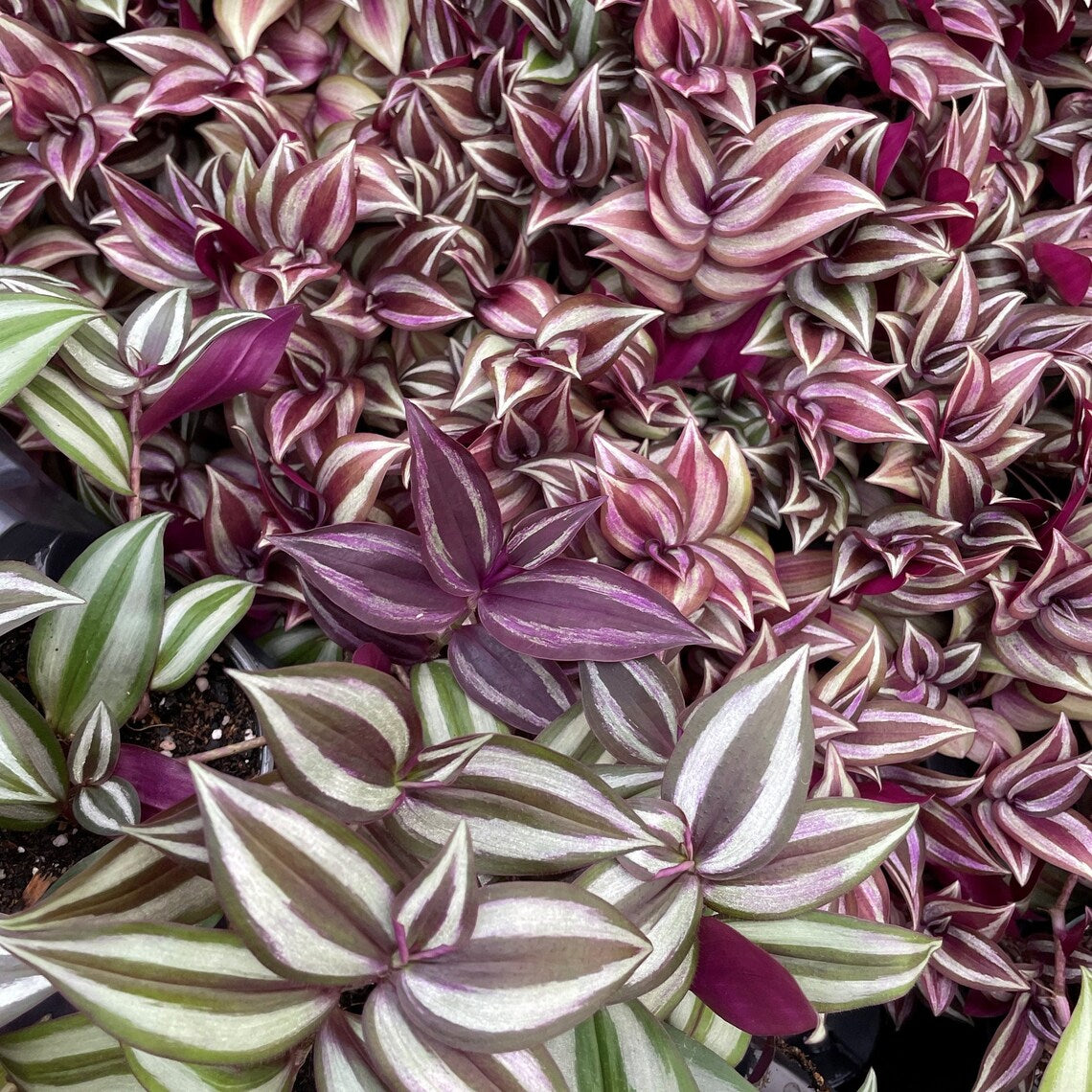 Live Tradescantia Zebrina Plant - 4