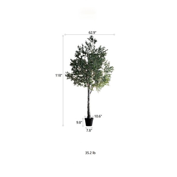 RusticReach Extra Large Tall Olive Tree 118 Tall