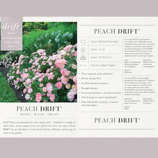 Drift 2 Gal. Peach Drift Rose Bush with Pink-Orange Flowers 13194