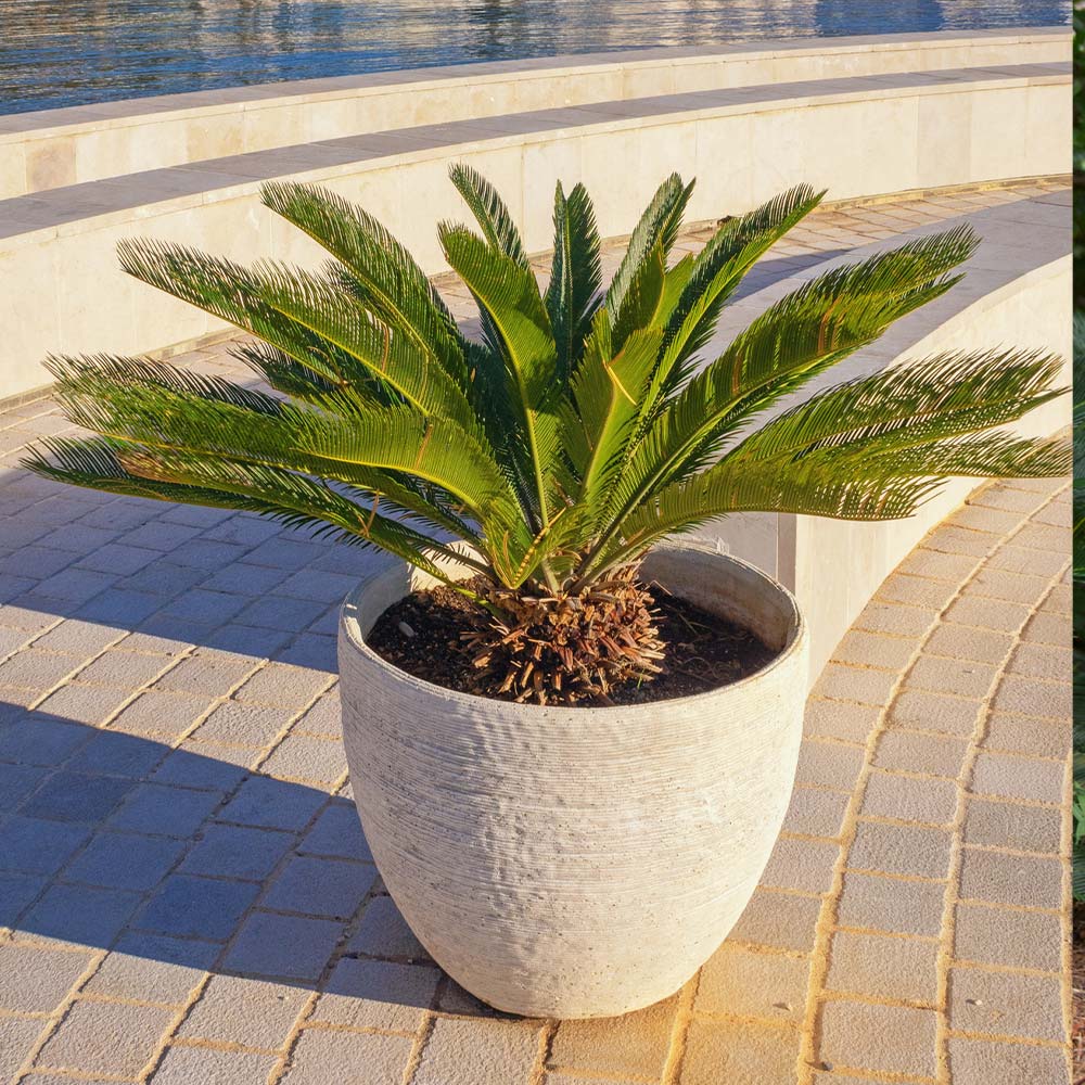 Sago Palm Tree