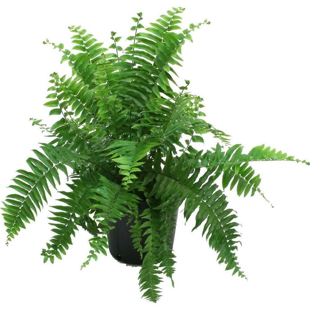 Costa Farms Macho IndoorOutdoor Fern in 8.75 in. Grower Pot Avg. Shipping Height 2-3 ft. Tall 10MACHO