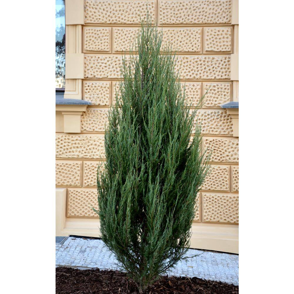 Online Orchards 1 Gal. Blue Arrow Juniper Shrub CFJP007