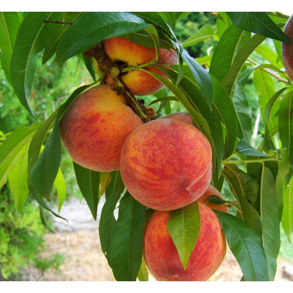 Online Orchards 3 ft. Frost Peach Tree Semi Dwarf with Cold Hardy and Delicious Fruit FTPE202