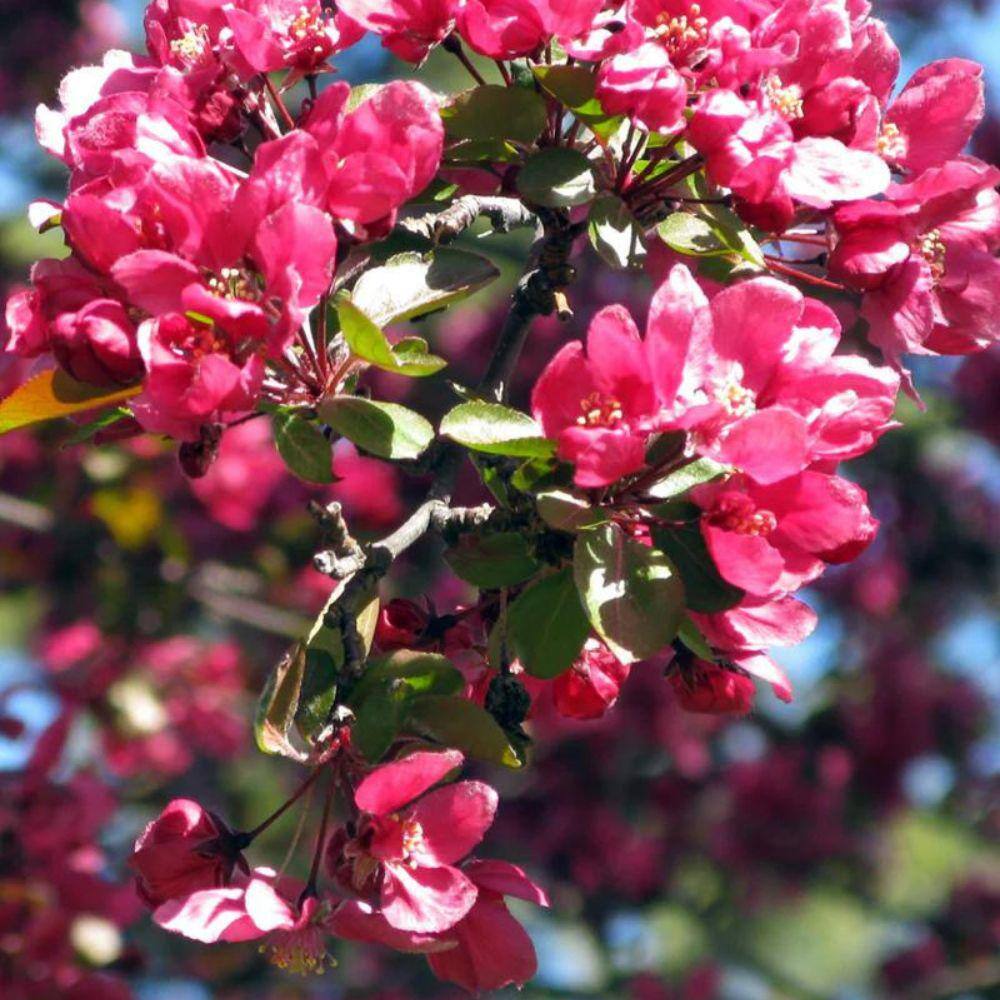 1 Gal. Summer Wonder Crabapple Tree CRASUM01G