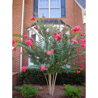 3 Gal. Tuscarora Dark Pink Crape Myrtle Tree CRMTUS03G