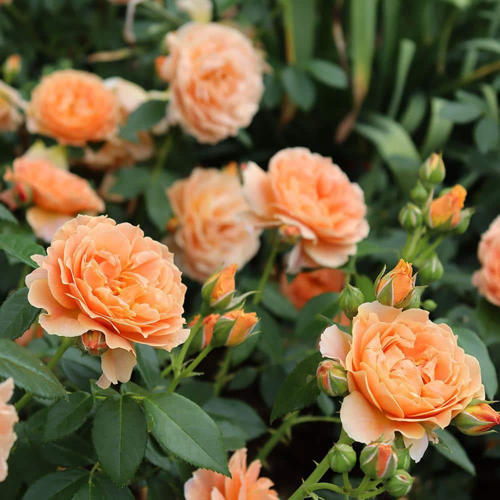 PROVEN WINNERS 2 Gal. At Last Rose Plant with Sunset-Orange Flowers 16888