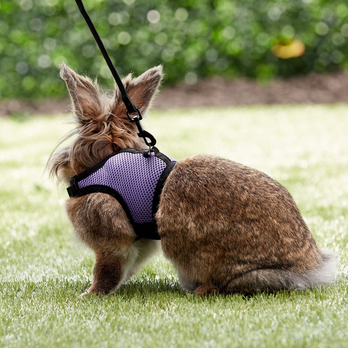 Living World Small Animal Harness and Lead， Color Varies