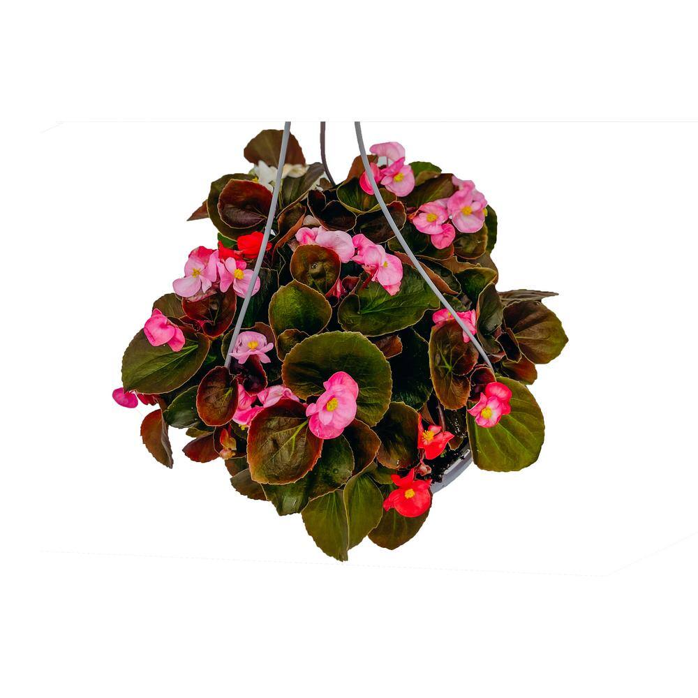 Vigoro 10 in. Begonia Plant in Hanging Basket 37991