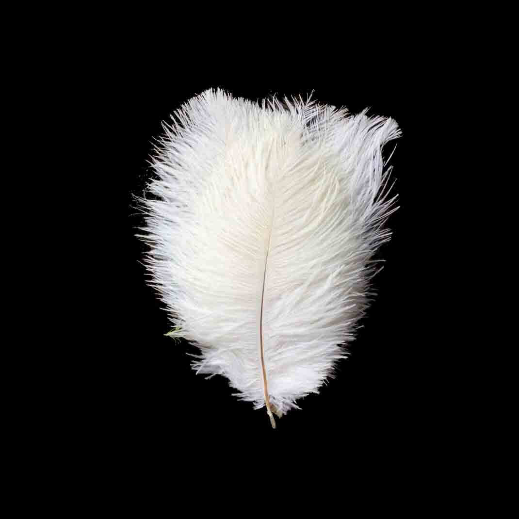 12 Pack White Natural Plume Real Ostrich Feathers, DIY Centerpiece Fillers 13