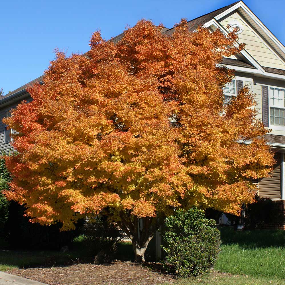 Coral Bark Japanese Maple Tree