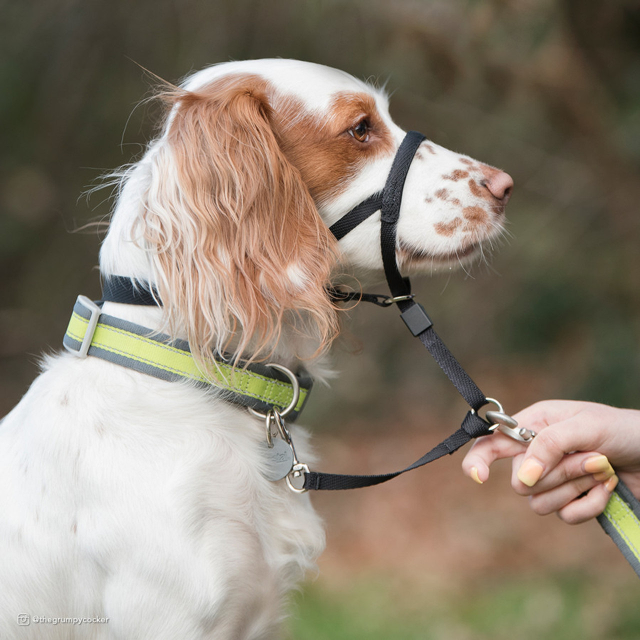 Coastal Walk 'n Train Dog Head Halter