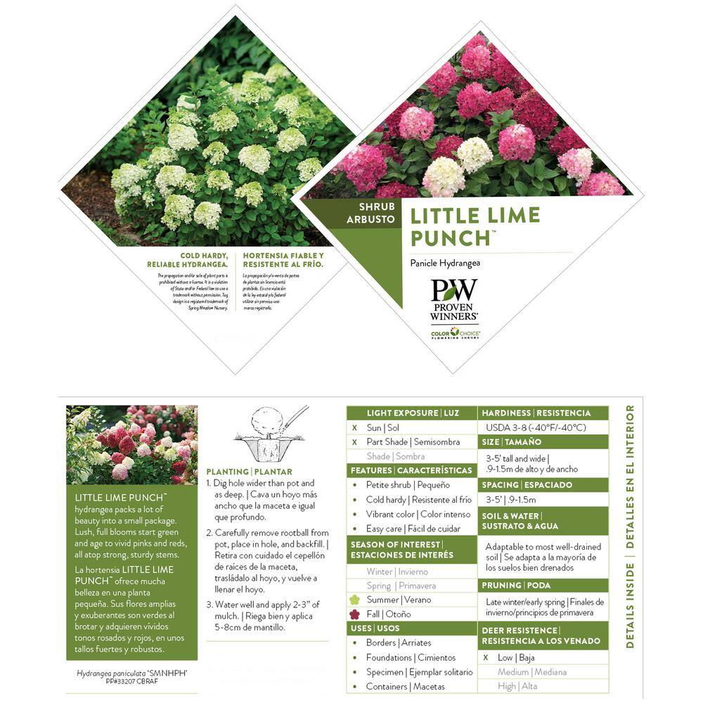PROVEN WINNERS 2 Gal. Little Lime Punch Hydrangea Shrub with White Green and Pink Bloom 18142