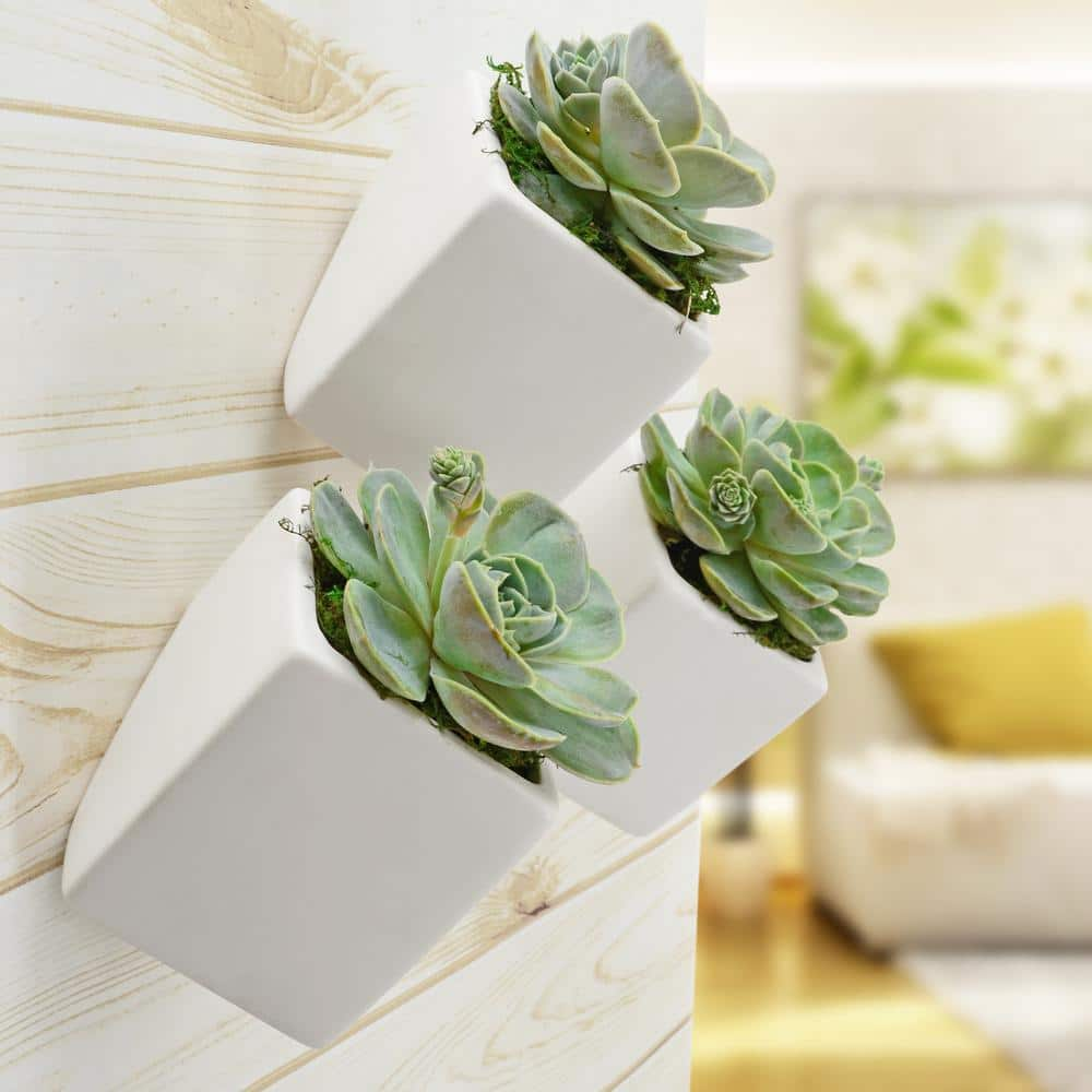 Arcadia Garden Products Cube 3-1/2 in. x 4 in. Matte White Ceramic Wall Planter (3-Piece) WP20