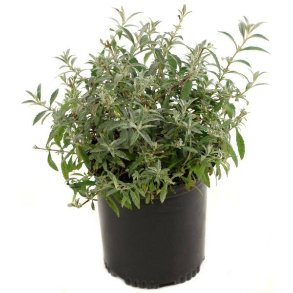 national PLANT NETWORK 2.5 qt. Buddleia White Profusion Flowering Shrub with White Flowers HD1092