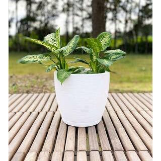 FLORIDIS Amsterdan Extra Small White Plastic Resin Indoor and Outdoor Planter Bowl 10.16.0217