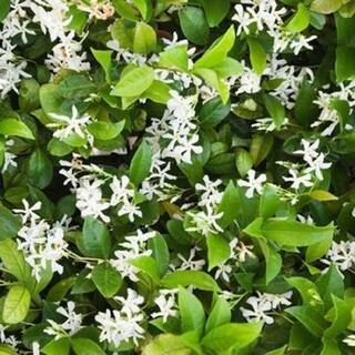 Pure Beauty Farms 2.25 Qt. Asian Jasmine Plant in 2.75 in. Growers Tray (6-Plants) BOPIS4487