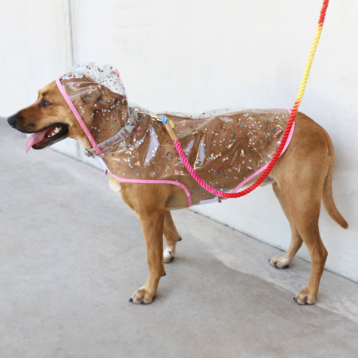 Packed Party Raincoat for Dogs， Confetti， M