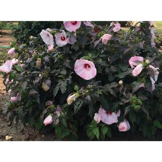 national PLANT NETWORK Head Over Heels Blush Hibiscus Plant with Pink Blooms HD1326