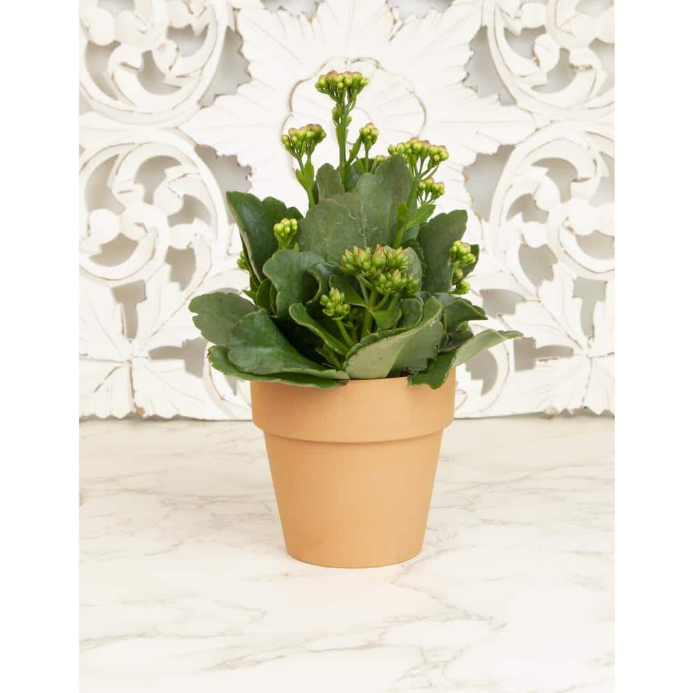 SMART PLANET 9 cm Kalanchoe Blossfeldiana Succulent in Terra Cotta Clay Pot 0872526