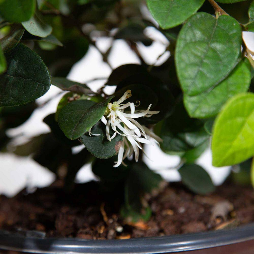 SOUTHERN LIVING 2.5 Qt. Emerald Snow Semi-Dwarf Loropetalum Evergreen Shrub with Green Foliage White Ribbon Blooms 4211Q