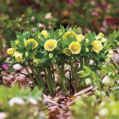 3 Live Hellebore Plants - Mixed Lenten Rose / Hellebore in 2 Inch Pots - Perennial， Winter-Blooming - Great for Cut Flowers - Helleborus x hybridis