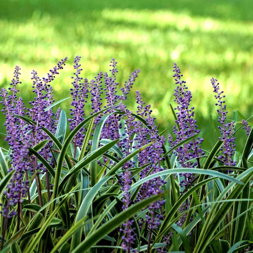 national PLANT NETWORK 4 in. Variegated Liriope Flowering Shrub With Purple Blooms - 6 Piece HD1031