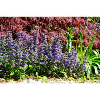 BELL NURSERY 4 in. Bugleweed (Ajuga) Live Perennial Groundcover Plant (6-Pack) AJUGA4BRZ6PK