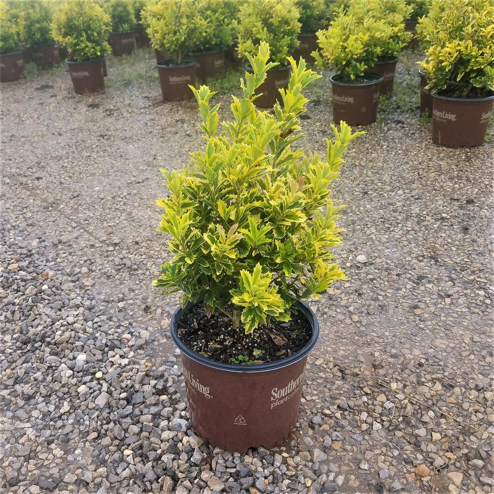 SOUTHERN LIVING 3 Gal. Golden Oakland Holly Tree with Pyramidal Yellow and Green Variegated Foliage 30203