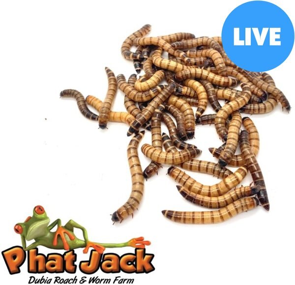 Phat Jack Farms Live Superworms Reptile Treats， Large