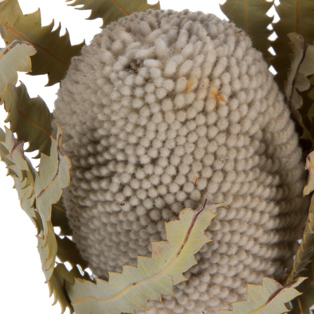 Vickerman Banksia Menziesii Dried