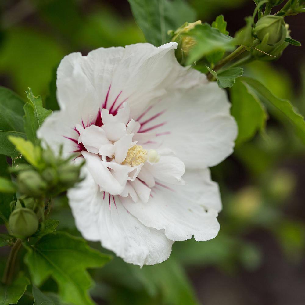 FIRST EDITIONS 2 Gal. Bali Hibiscus Flowering Shrub with Semi-Double White Flowers 14471