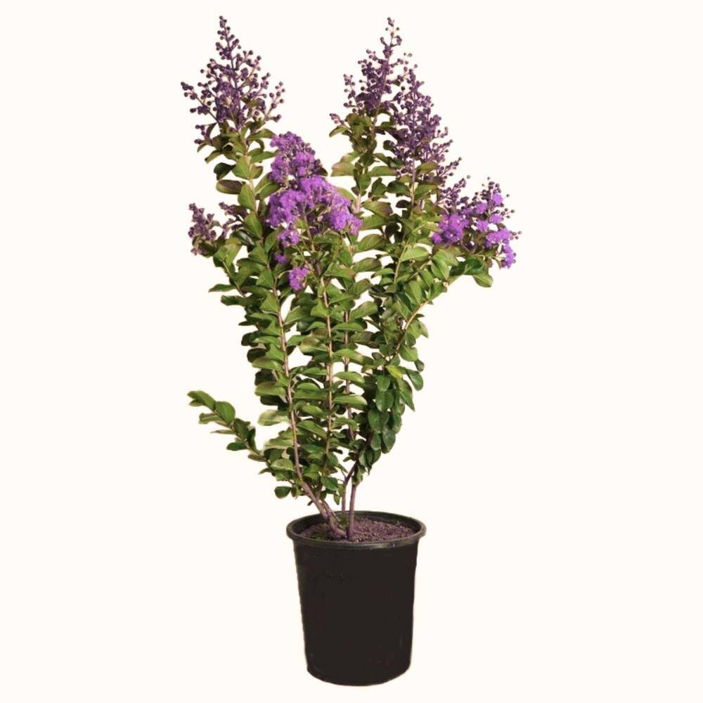 5 Container Catawba Purple Crape Myrtle Deciduous Tree LACB05