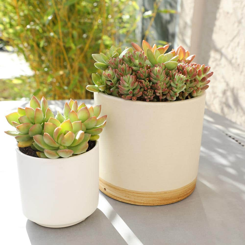 SMART PLANET 1 qt. Sedum Assorted Succulents (4-Pack) 0872639