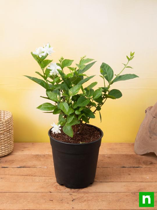 Beautiful Fragrant Mogra, Arabian Jasmine plant with pot