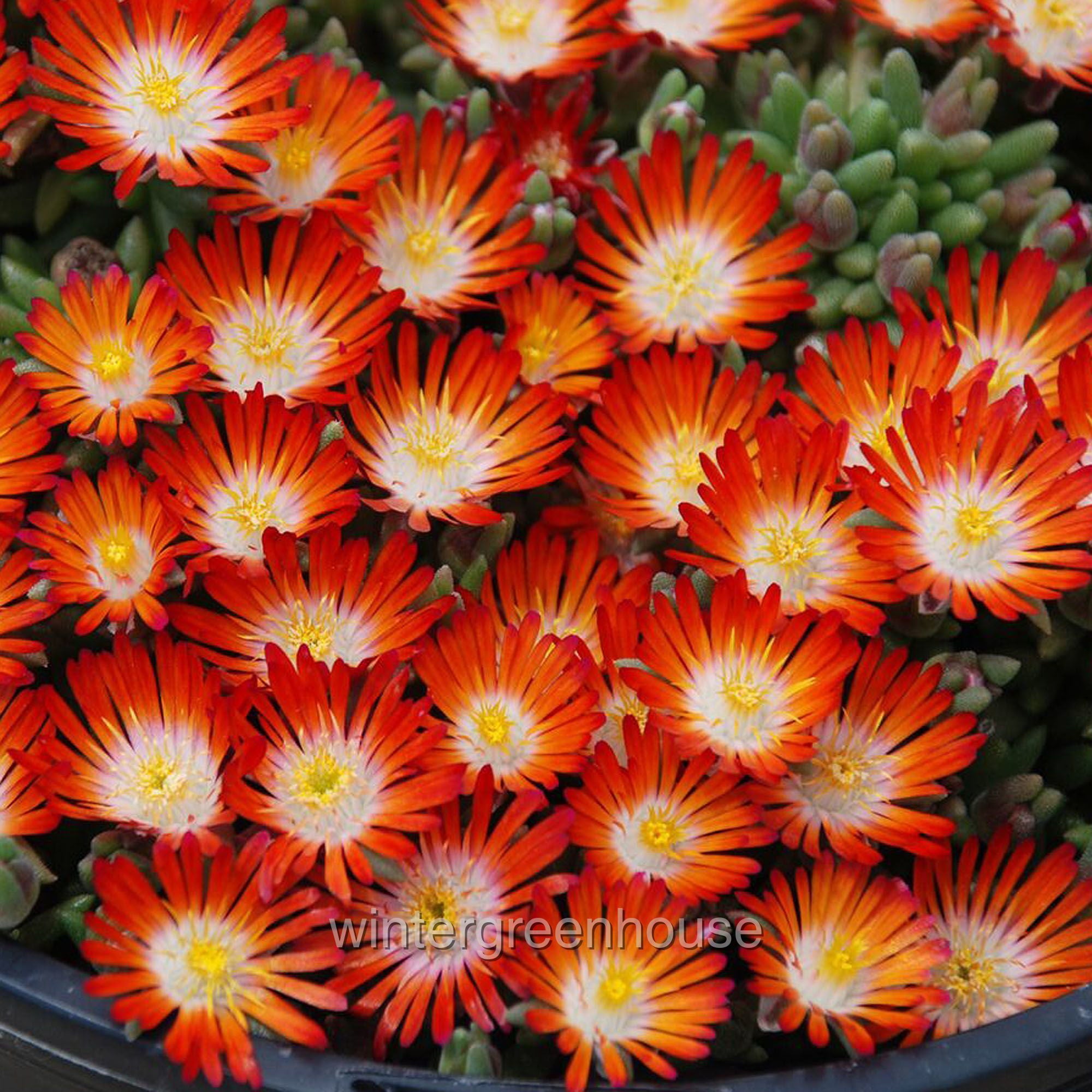 Delosperma HotCakes， Pumpkin Perfection， Ice Plant - Pot Size: 3